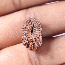 Load image into Gallery viewer, 15 Mukhi Indonesian Rudraksha - Bead No. 126
