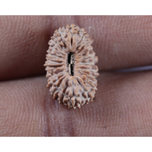 Load image into Gallery viewer, 23 Mukhi Rudraksha from Indonesia
