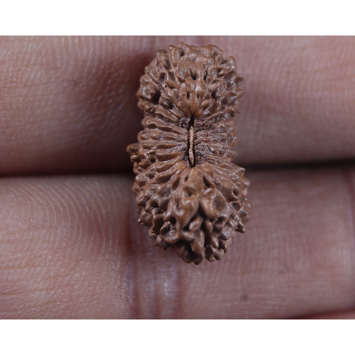 23 Mukhi Rudraksha from Indonesia Bead No.AJ