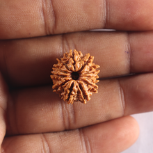 Load image into Gallery viewer, 11 Mukhi Nepalese Rudraksha - Bead No. 417
