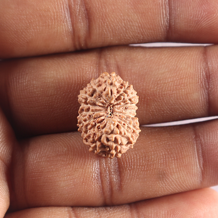 16 Mukhi Rudraksha from Indonesia - Bead No. 337