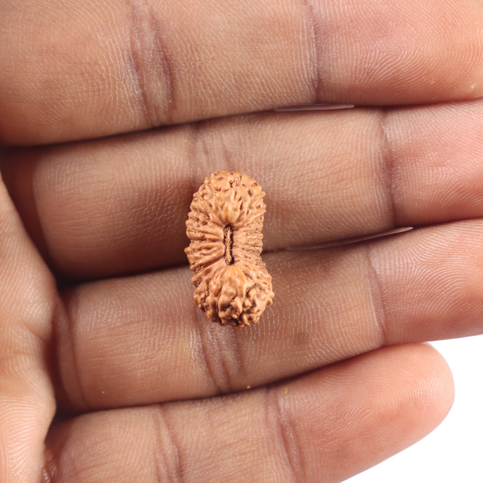25 Mukhi Rudraksha from Indonesia - Bead No. H