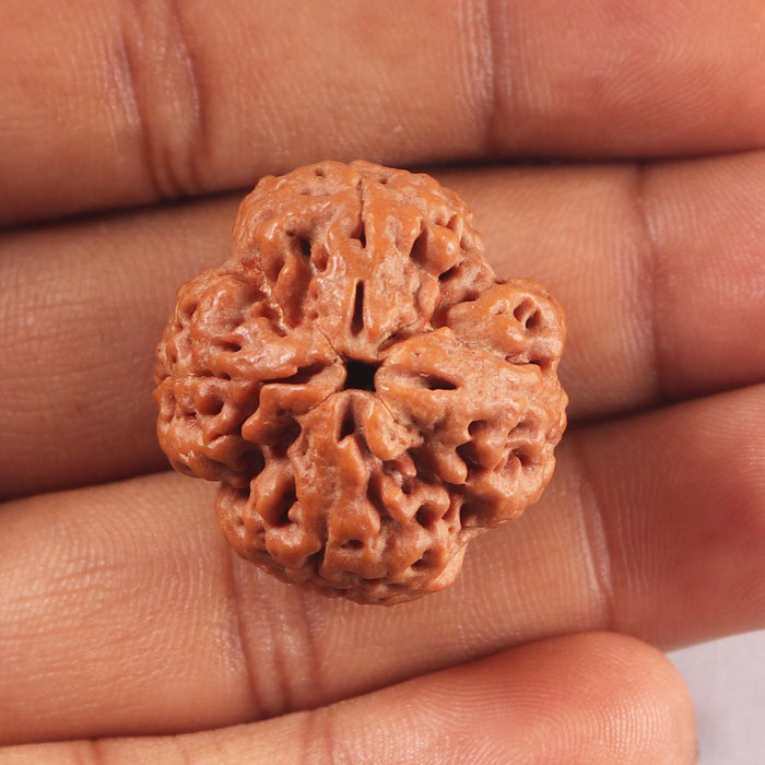 4 Mukhi Rudraksha from Nepal - Bead No. 447