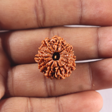 Load image into Gallery viewer, 11 Mukhi Nepalese Rudraksha - Bead No. 433
