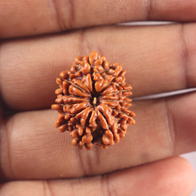 Load image into Gallery viewer, 11 Mukhi Nepalese Rudraksha - Bead No. 424
