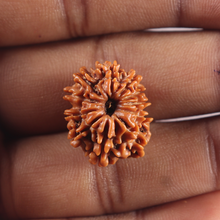 Load image into Gallery viewer, 11 Mukhi Nepalese Rudraksha - Bead No. 414
