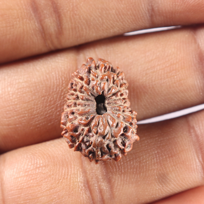 15 Mukhi Indonesian Rudraksha - Bead No. 113