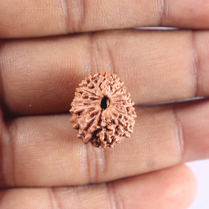 15 Mukhi Indonesian Rudraksha - Bead No. 118