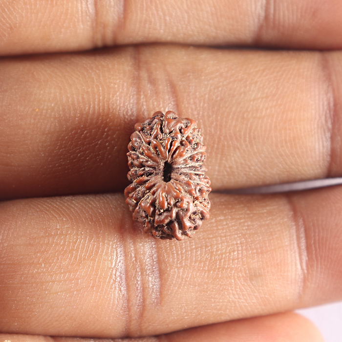 15 Mukhi Indonesian Rudraksha - Bead No. 130