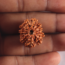 Load image into Gallery viewer, 11 Mukhi Nepalese Rudraksha - Bead No. 425
