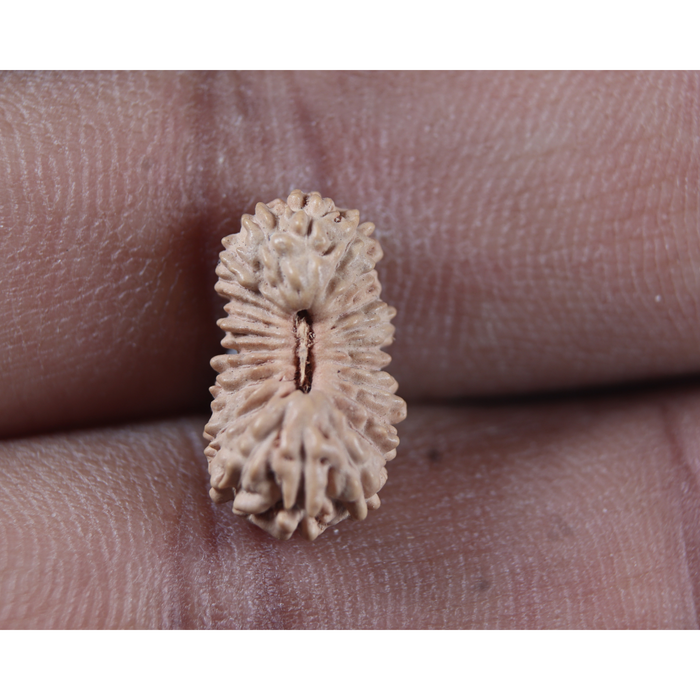 23 Mukhi Rudraksha from Indonesia