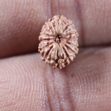 Load image into Gallery viewer, 14 mukhi Indonesian Rudraksha -  Bead No. 399
