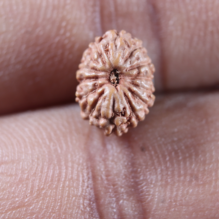 14 mukhi Indonesian Rudraksha -  Bead No. 399