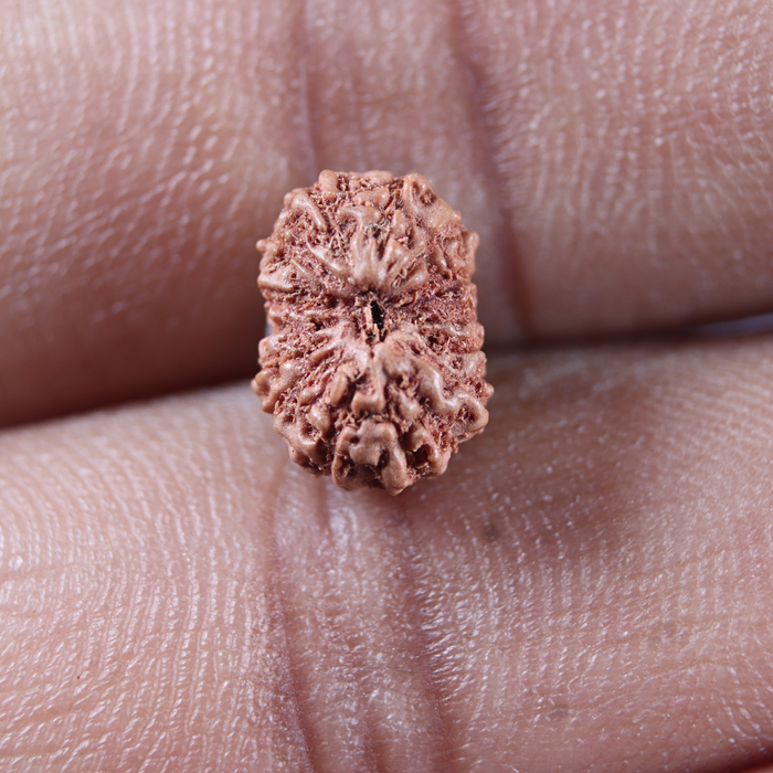 14 mukhi Indonesian Rudraksha -  Bead No. 400