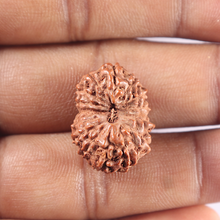Load image into Gallery viewer, 15 Mukhi Indonesian Rudraksha - Bead No. 111

