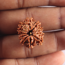 Load image into Gallery viewer, 11 Mukhi Nepalese Rudraksha - Bead No. 415

