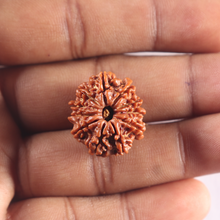 Load image into Gallery viewer, 11 Mukhi Nepalese Rudraksha - Bead No. 419
