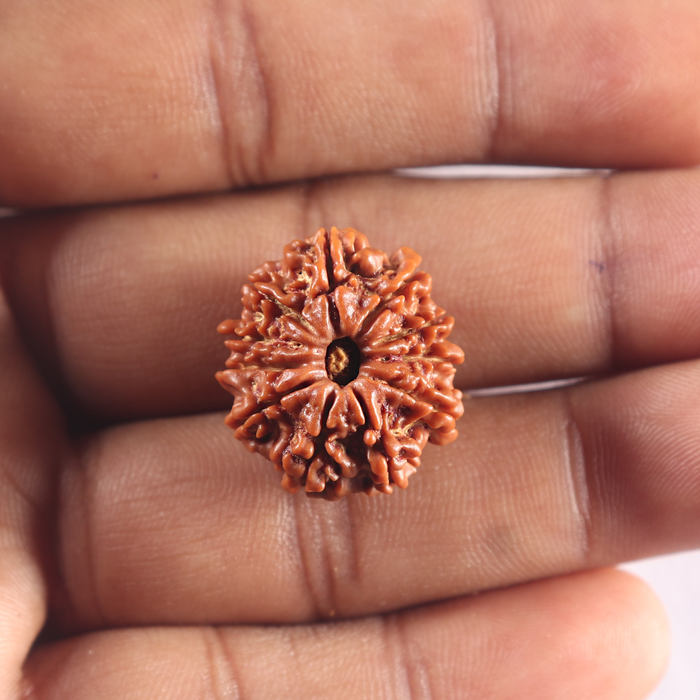 11 Mukhi Nepalese Rudraksha - Bead No. 419