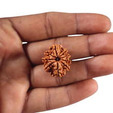 Load image into Gallery viewer, 9 Mukhi Nepalese Rudraksha - Bead No. 466
