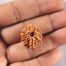 Load image into Gallery viewer, 11 Mukhi Nepalese Rudraksha - Bead No. 430
