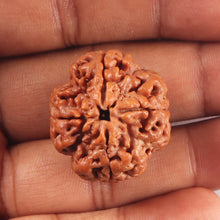Load image into Gallery viewer, 4 Mukhi Rudraksha from Nepal - Bead No. 445
