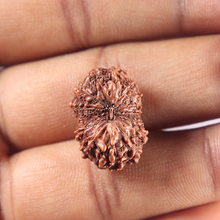 Load image into Gallery viewer, 15 Mukhi Indonesian Rudraksha - Bead No. 142

