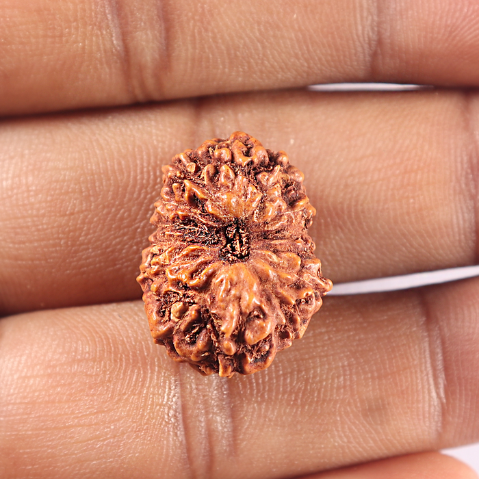 15 Mukhi Indonesian Rudraksha - Bead No. 109