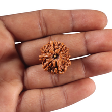 Load image into Gallery viewer, 9 Mukhi Nepalese Rudraksha - Bead No. 465
