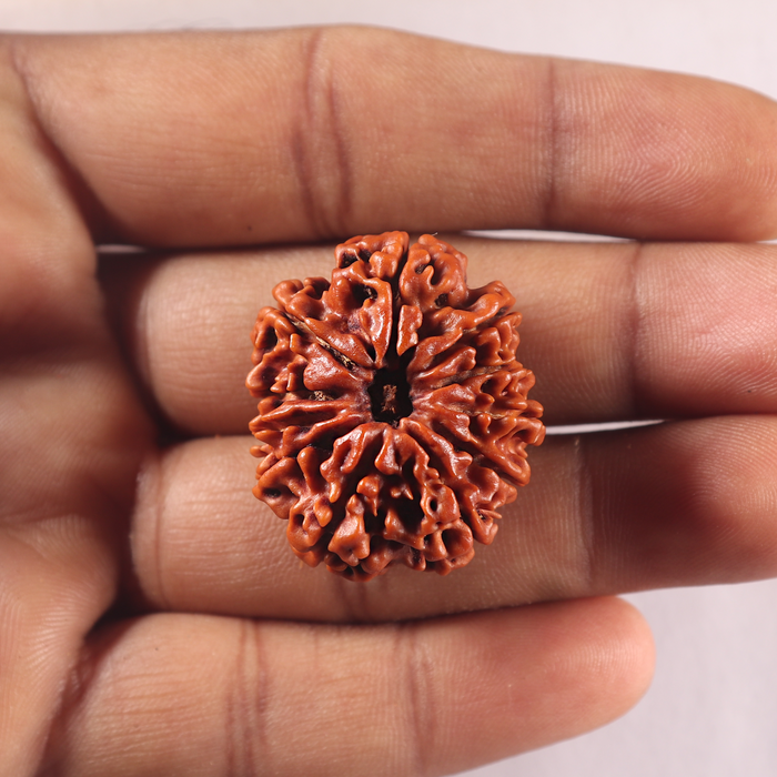 11 Mukhi Nepalese Rudraksha - Bead No. 434
