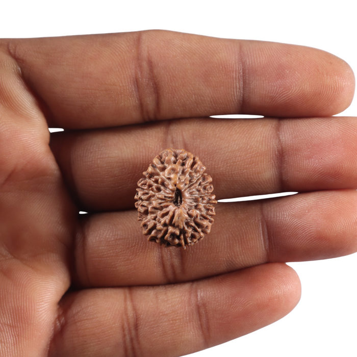 16 Mukhi Rudraksha from Indonesia - Bead No. 349