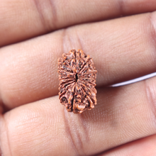 Load image into Gallery viewer, 15 Mukhi Indonesian Rudraksha - Bead No. 125
