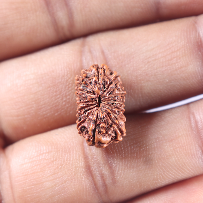 15 Mukhi Indonesian Rudraksha - Bead No. 125