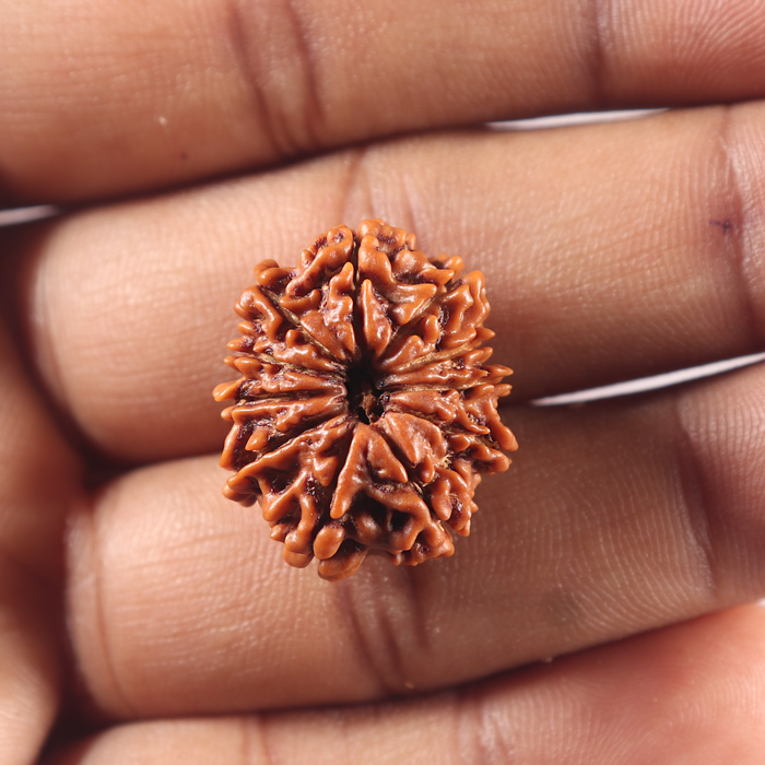 11 Mukhi Nepalese Rudraksha - Bead No. 418