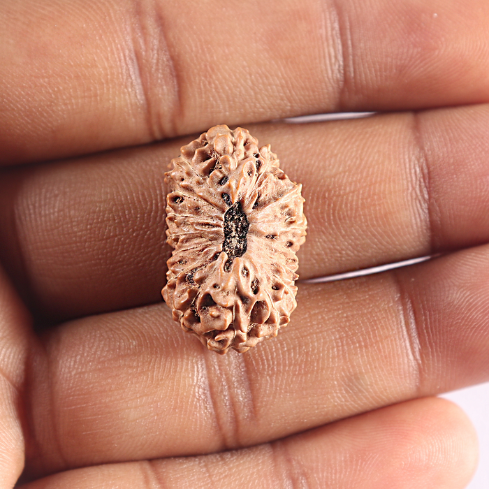 16 Mukhi Rudraksha from Indonesia - Bead No. 331
