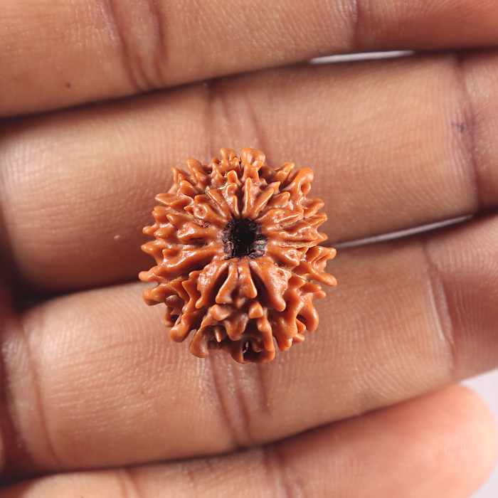 11 Mukhi Nepalese Rudraksha - Bead No. 422
