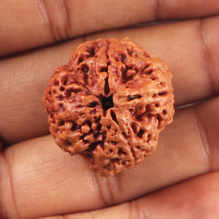 4 Mukhi Rudraksha from Nepal - Bead No. 446