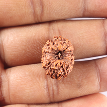 Load image into Gallery viewer, 15 Mukhi Indonesian Rudraksha - Bead No. 120
