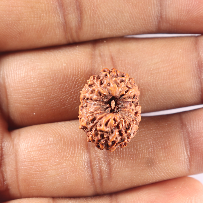 15 Mukhi Indonesian Rudraksha - Bead No. 120