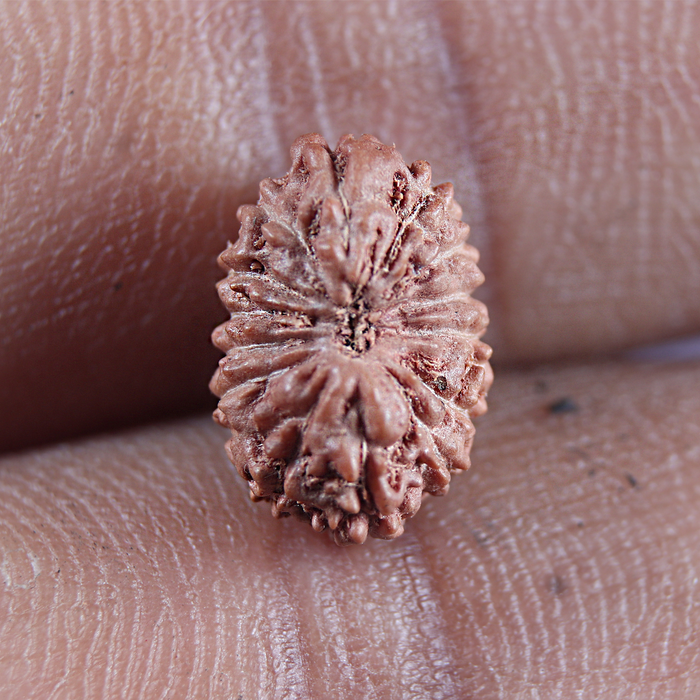 16 Mukhi Rudraksha from Indonesia - Bead No 341