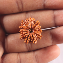 Load image into Gallery viewer, 11 Mukhi Nepalese Rudraksha - Bead No. 426
