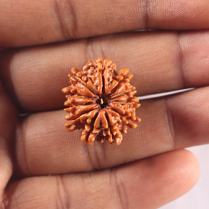 11 Mukhi Nepalese Rudraksha - Bead No. 426