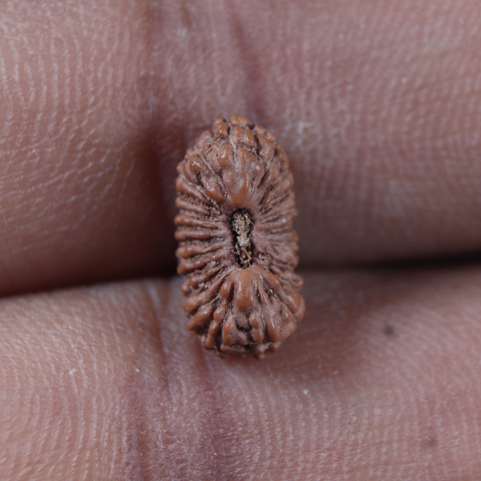 23 Mukhi Rudraksha from Indonesia
