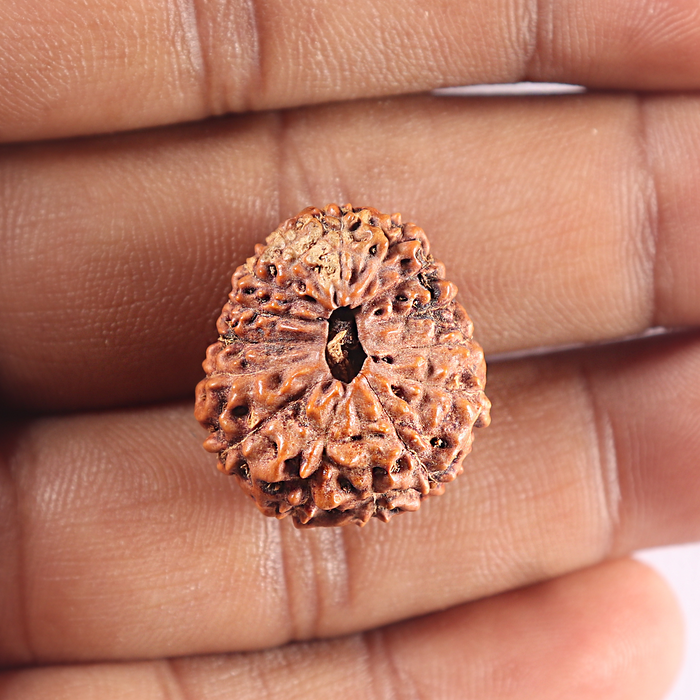 15 Mukhi Indonesian Rudraksha - Bead No. 108