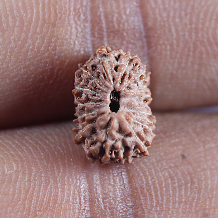 16 Mukhi Rudraksha from Indonesia - Bead No 327