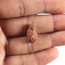 Load image into Gallery viewer, 26 Mukhi Rudraksha from Indonesia U
