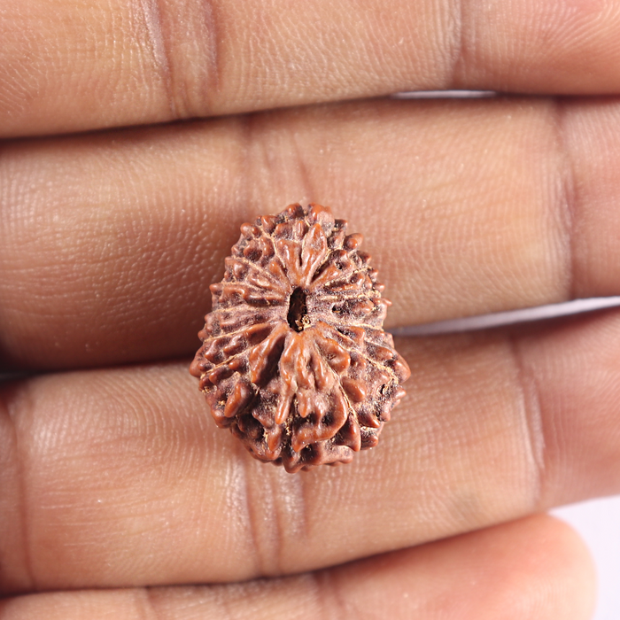 15 Mukhi Indonesian Rudraksha - Bead No. 116