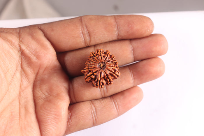 14 Mukhi Nepalese Rudraksha - Bead No. 379