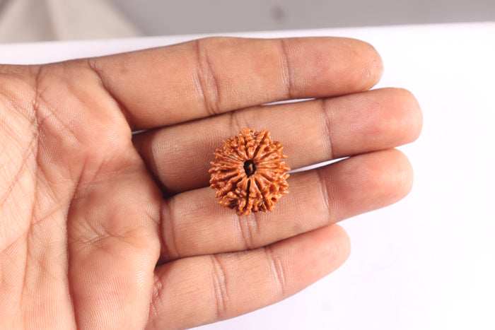 14 Mukhi Nepalese Rudraksha - Bead No. 387