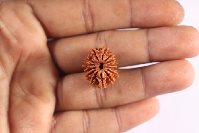 14 Mukhi Nepalese Rudraksha - Bead No. 388