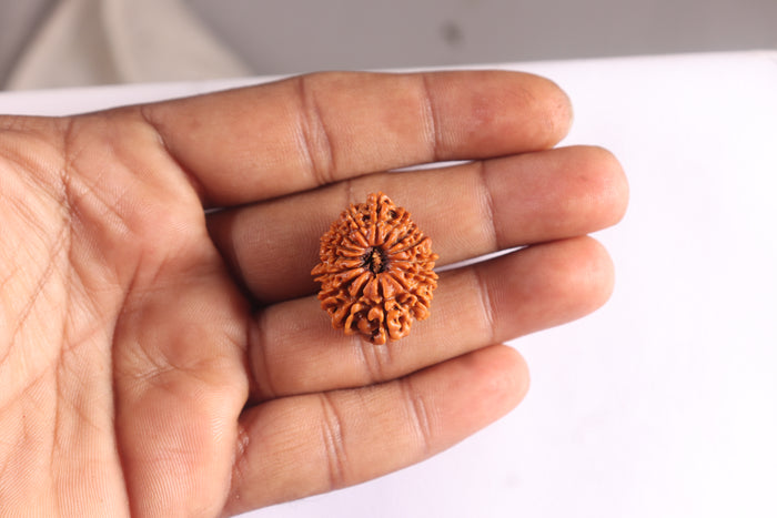 14 Mukhi Nepalese Rudraksha - Bead No. 392
